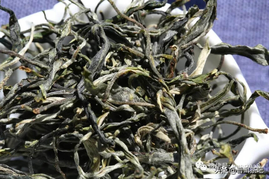 「干货分享」景迈大平掌古树茶香气高扬，茶味饱满