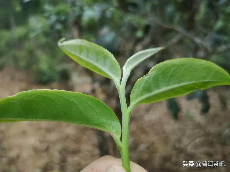 「干货分享」西双版纳普洱茶茶山行