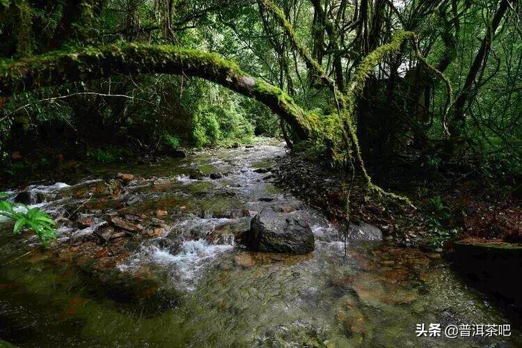 千家寨山高路远，好茶总是藏不住的