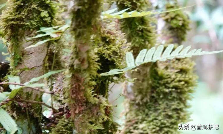 「干货分享」宛如原始森林的勐海布朗山班盆古茶园（多图欣赏）