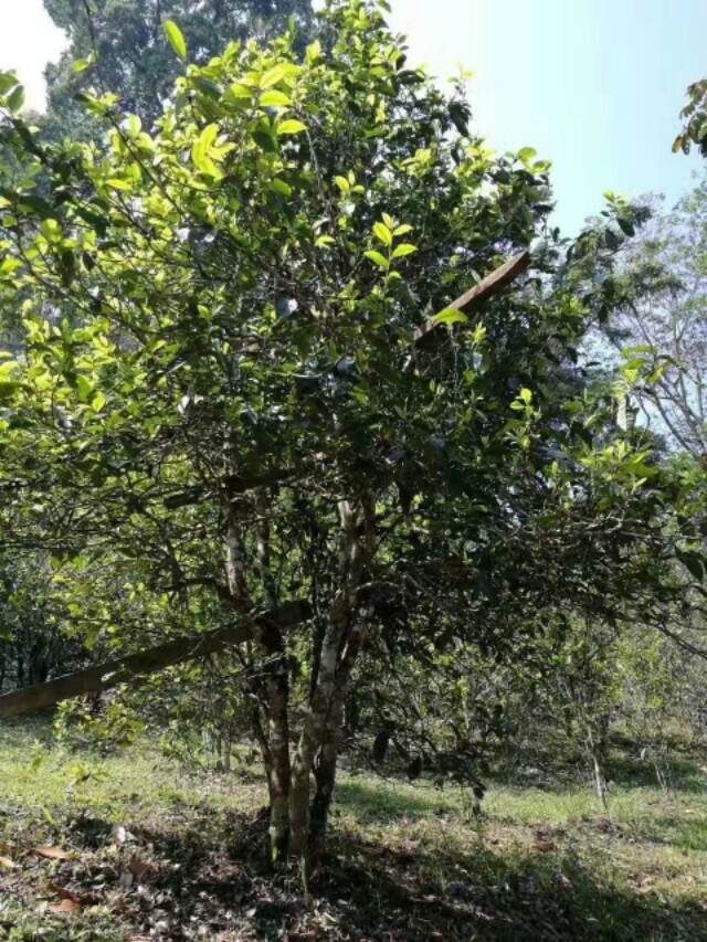 易武七村八寨之高山寨