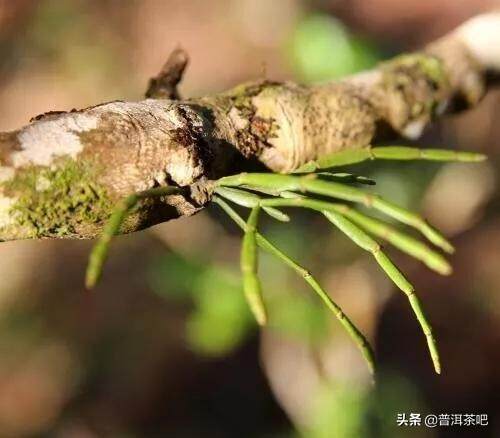 「多图欣赏」景迈，心中的蜜香之境