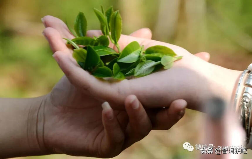 「普洱茶山行」探访古树普洱茶源头之——倚邦茶山