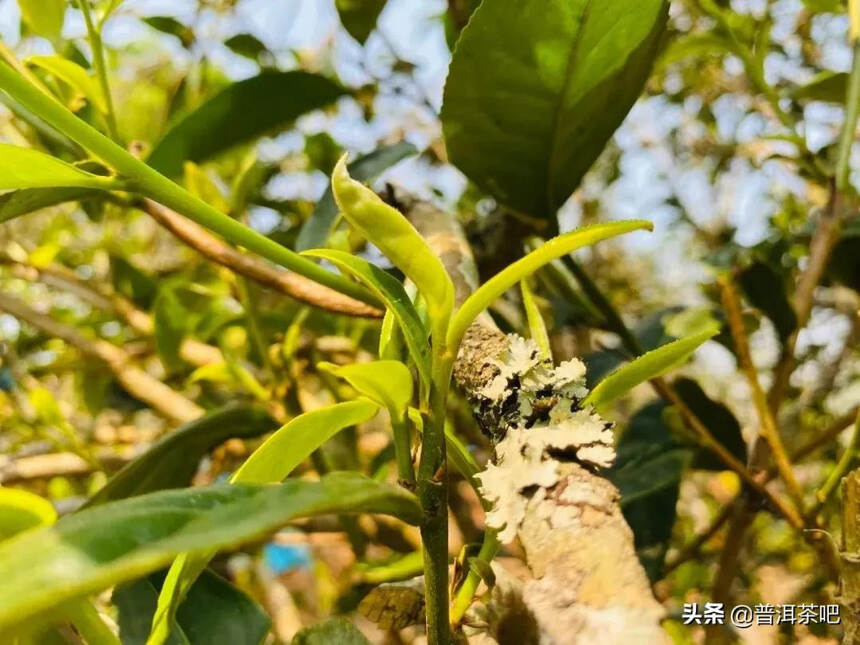 「干货分享」临沧邦东昔归忙麓山古树茶