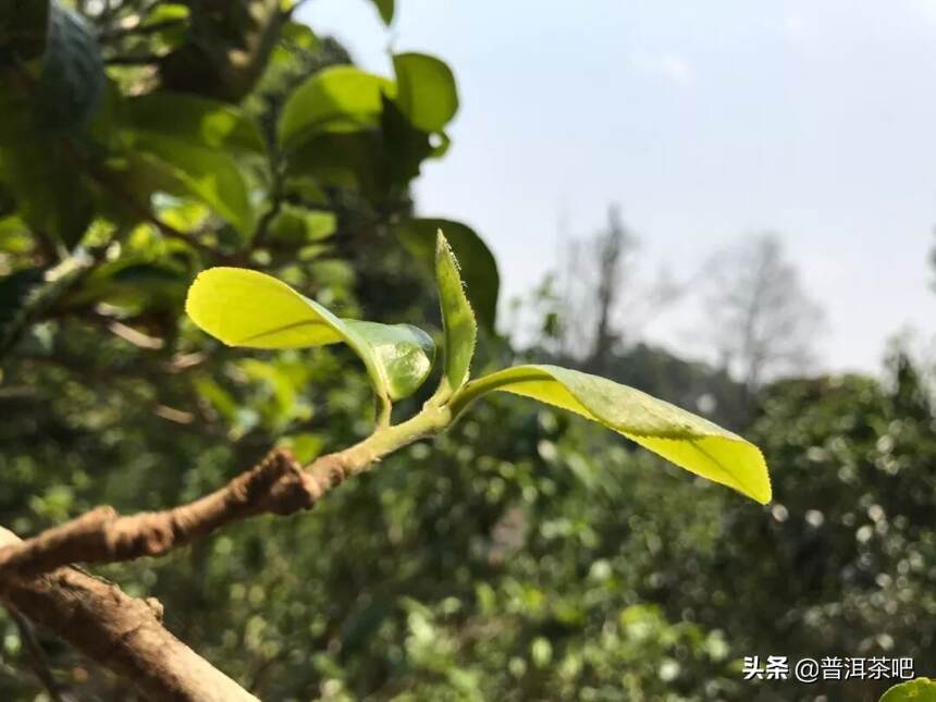 布朗山的味道，普洱茶最原始的味道