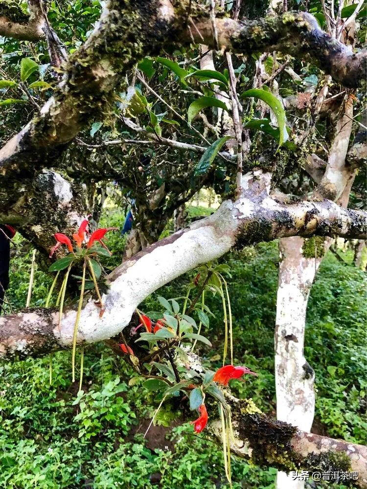 「普洱茶山行」干货分享贺开古树普洱茶兰香扑面何处来？