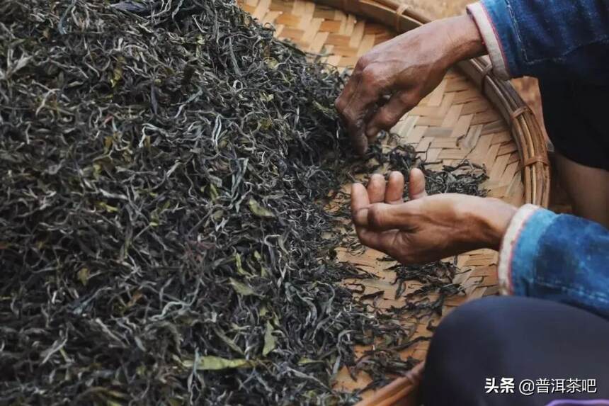 「普洱茶山行」探寻易武山丁家寨弯弓古茶园