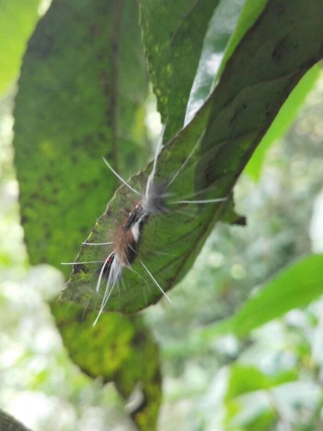 曼松茶——深山走出的茶王子