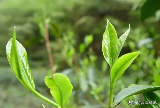 「答疑解惑」普洱茶和绿茶的主要区别是什么？