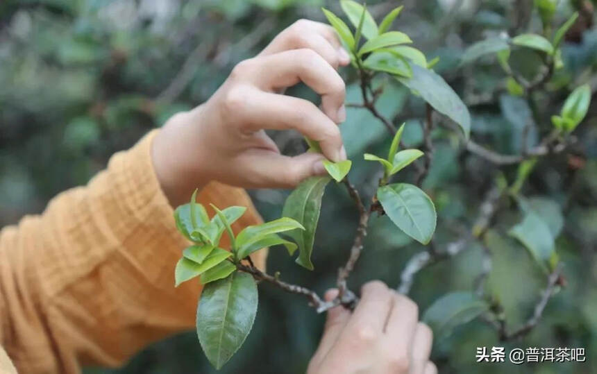 「答疑解惑」普洱茶“手工茶”与“机制茶”到底哪个好呢？