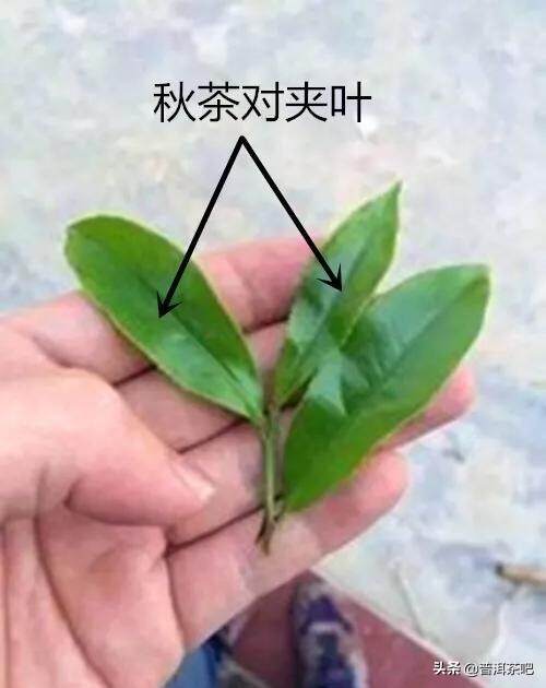 「入门干货」普洱春茶和秋茶各有什么特点？怎样辨识？