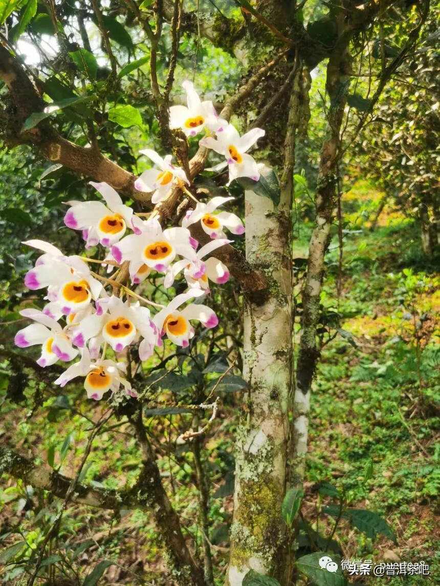 「干货分享」古六大茶山之首倚邦大黑树林普洱茶的特点