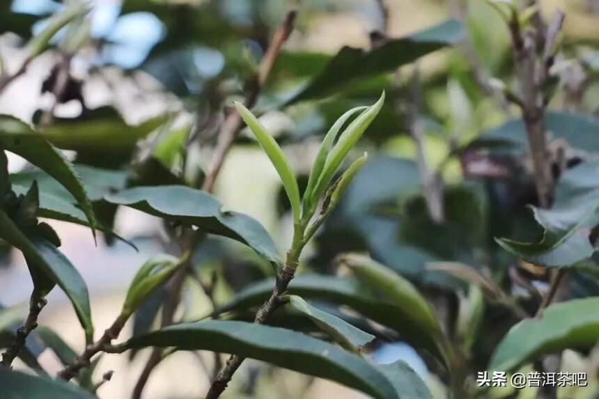 「干货分享」瑶族丁家寨的一些茶园里，藏匿着弯弓茶的血统