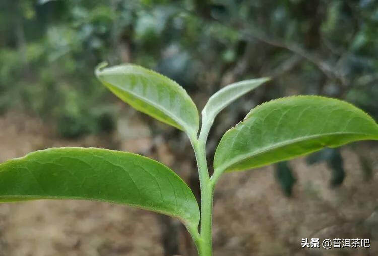 「干货分享」云南普洱茶春茶茶山行（多图欣赏）