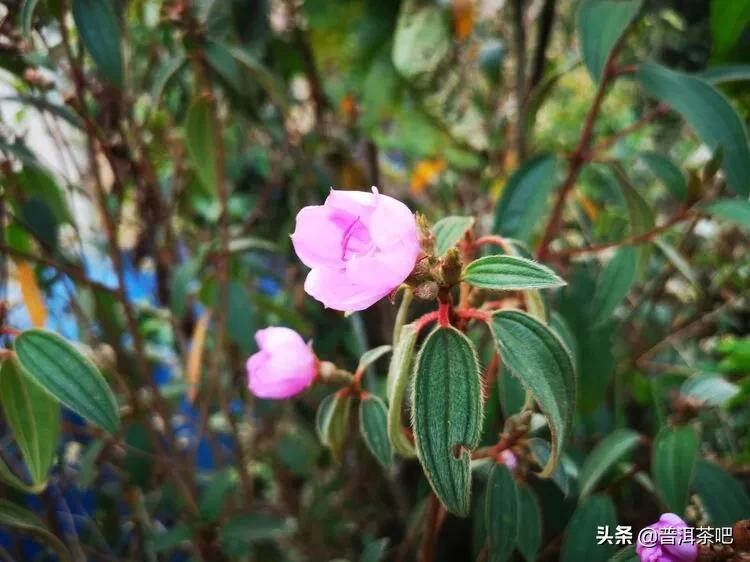 「干货分享」西双版纳普洱茶茶山行