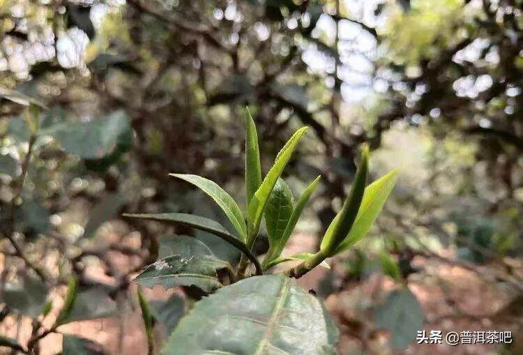 「干货分享」详解普洱茶树发芽时间