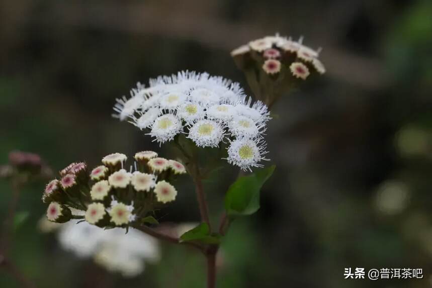 「干货分享」访布朗山，走进深山老林