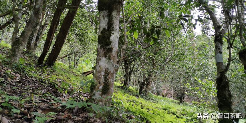 「干货分享」详细解析古六大茶山蛮砖古树普洱茶