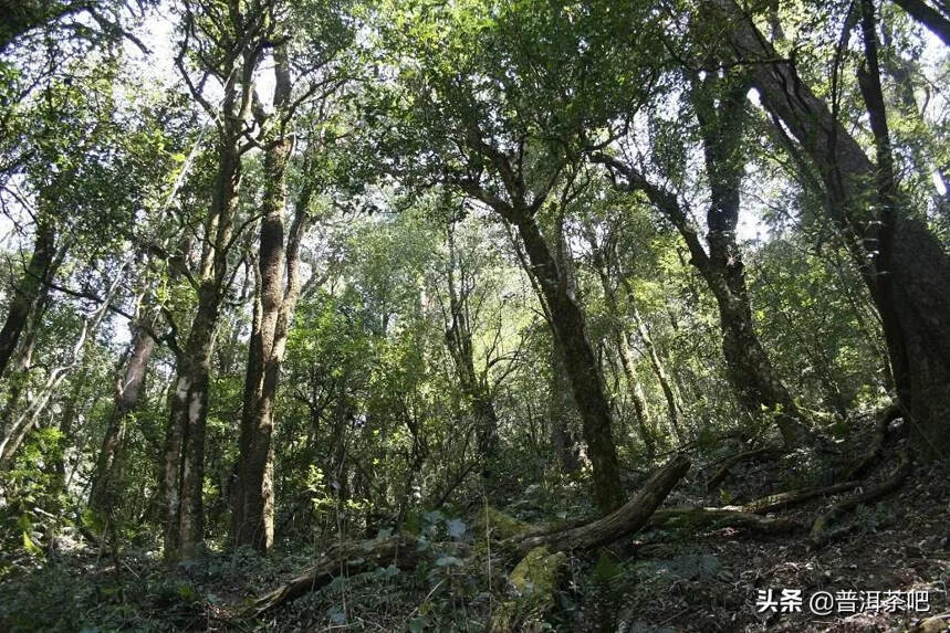 「干货分享」高杆古树茶体现着自然的灵性与浑厚