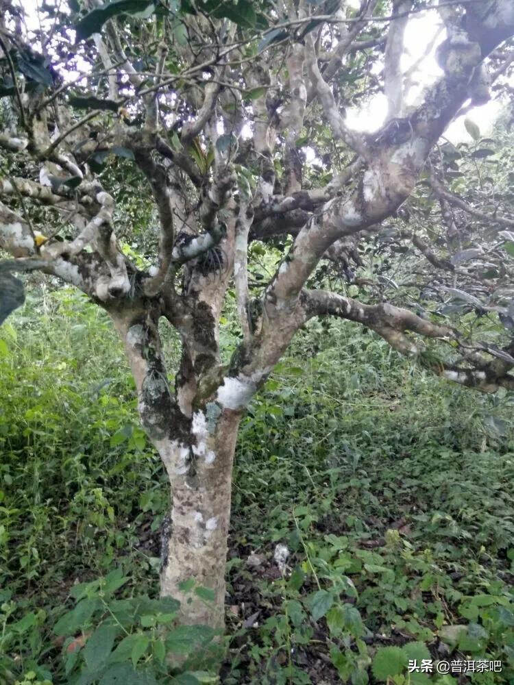 「普洱茶山行」云南普洱景迈山芒景村布朗族的家园普洱茶的故乡