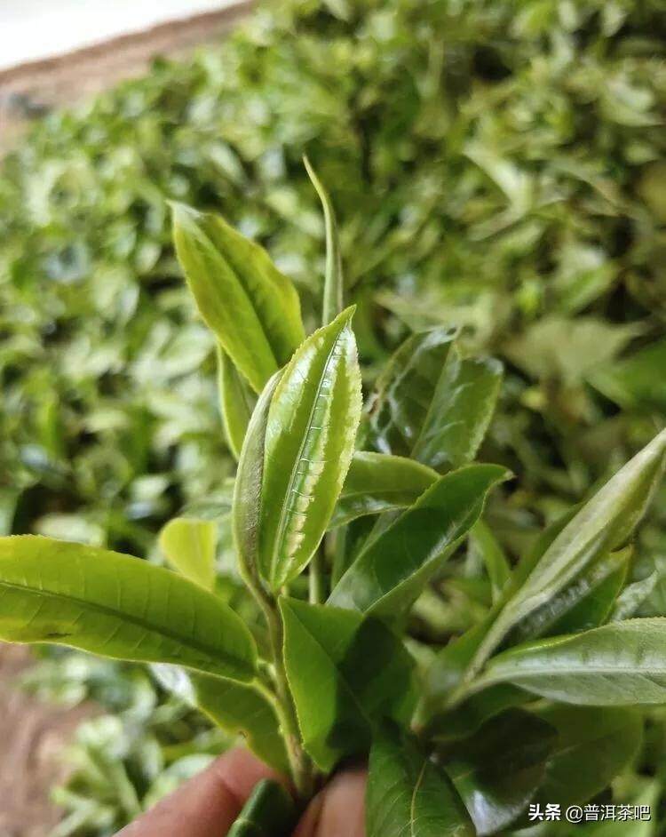 「干货分享」详解普洱茶树发芽时间