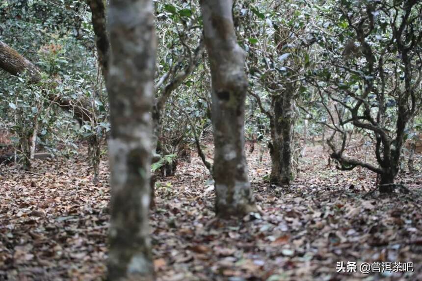 「干货分享」申报世界遗产景迈千年万亩古茶园景美茶香甜