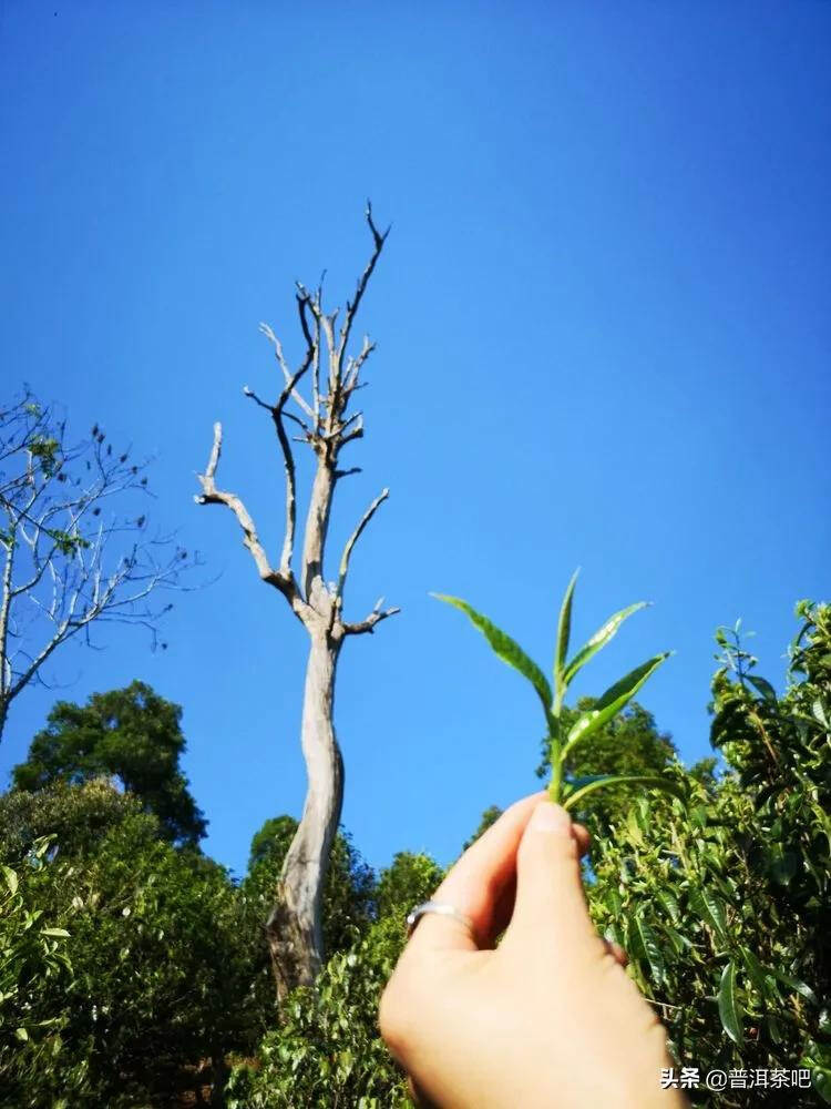 「干货分享」西双版纳普洱茶茶山行