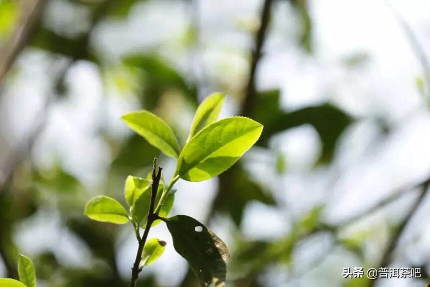 「干货分享」与铜箐河比邻而居的金厂河桃子山