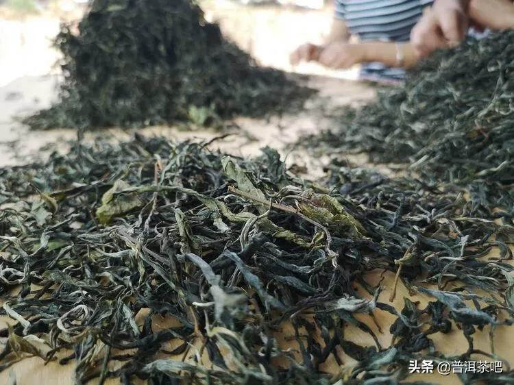 「干货分享」西双版纳普洱茶茶山行