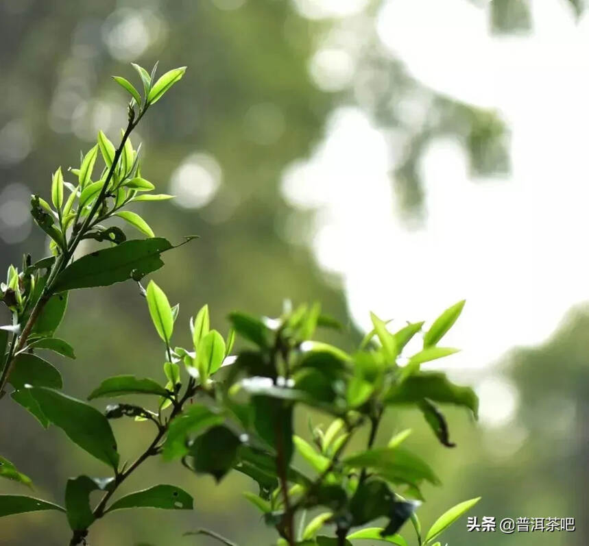 芽尖是挺好的，但是似乎不耐泡啊