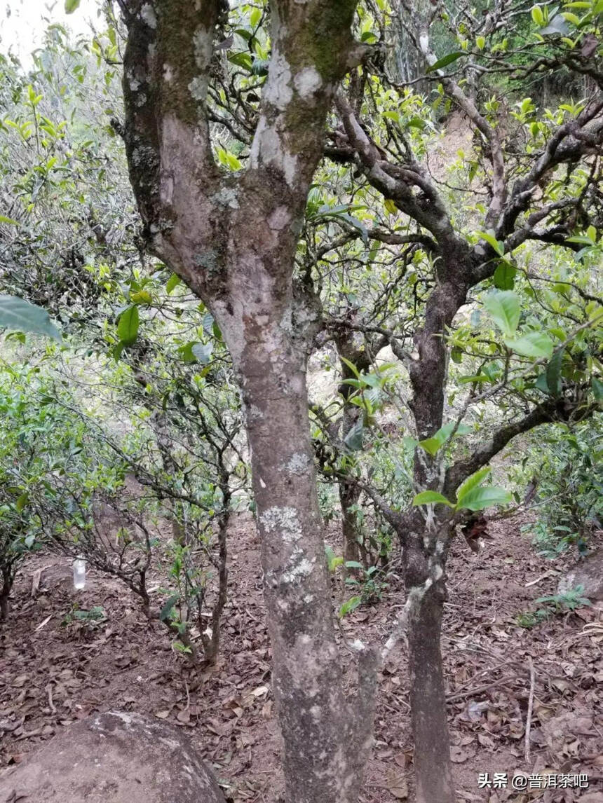 「干货分享」临沧邦东古树茶特点