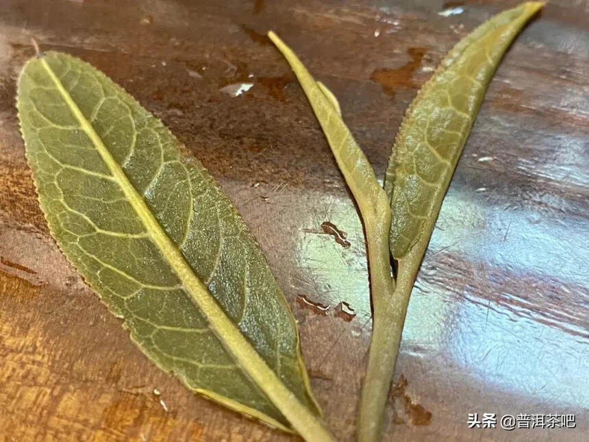 「干货分享」高杆古树茶体现着自然的灵性与浑厚