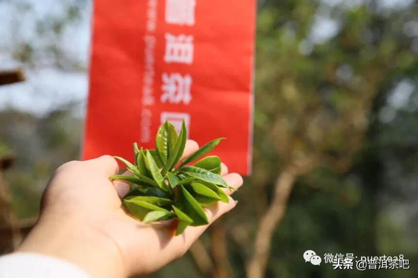 「干货分享」详细解析普洱茶古六大茶山的一山一味