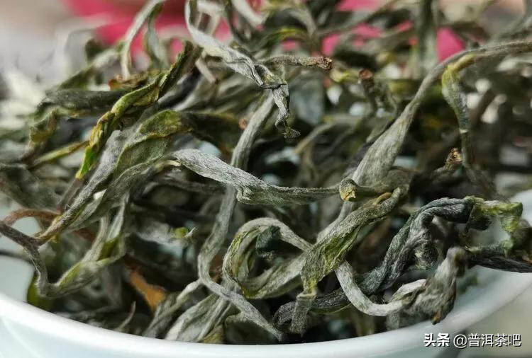 「干货分享」云南普洱茶春茶茶山行（多图欣赏）