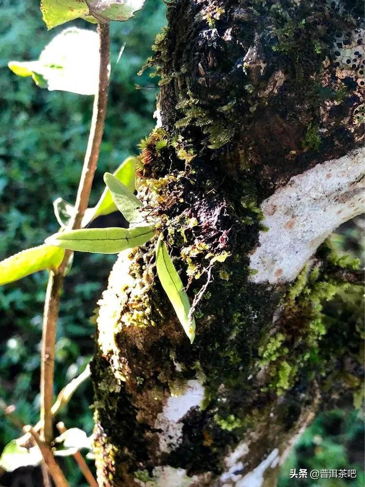 「普洱茶山行」干货分享贺开古树普洱茶兰香扑面何处来？