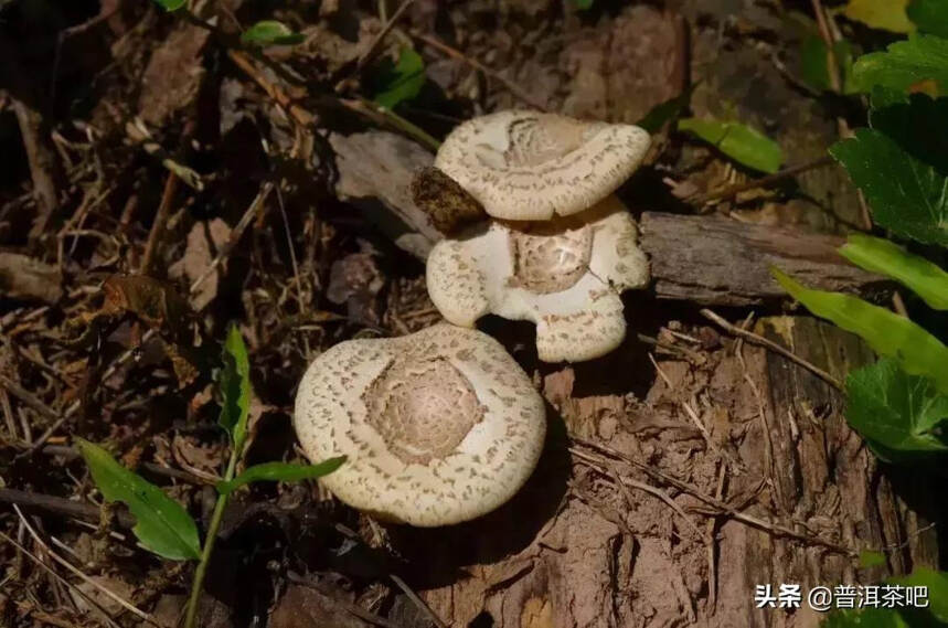 「干货分享」走进铜箐河，带你所见真实的铜箐河古茶园