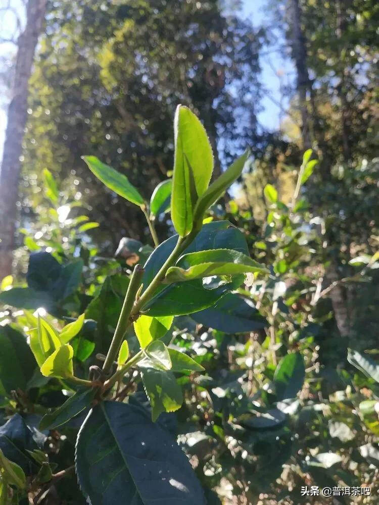 易武古茶山寻茶记一一七村八寨之瑶族丁家寨，麻黑寨，落水洞