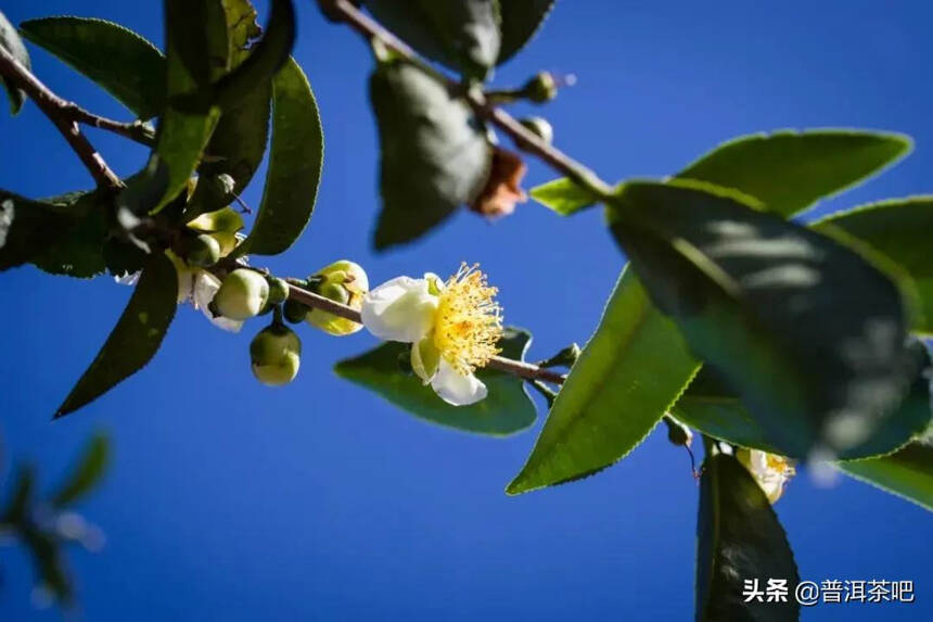 「普洱茶山」走进临沧勐库茶区