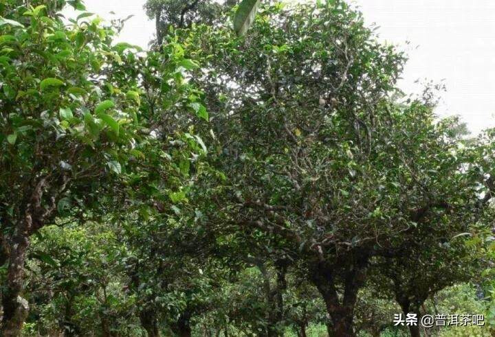 「干货分享」详解云南普洱茶园茶与野生茶树的区别