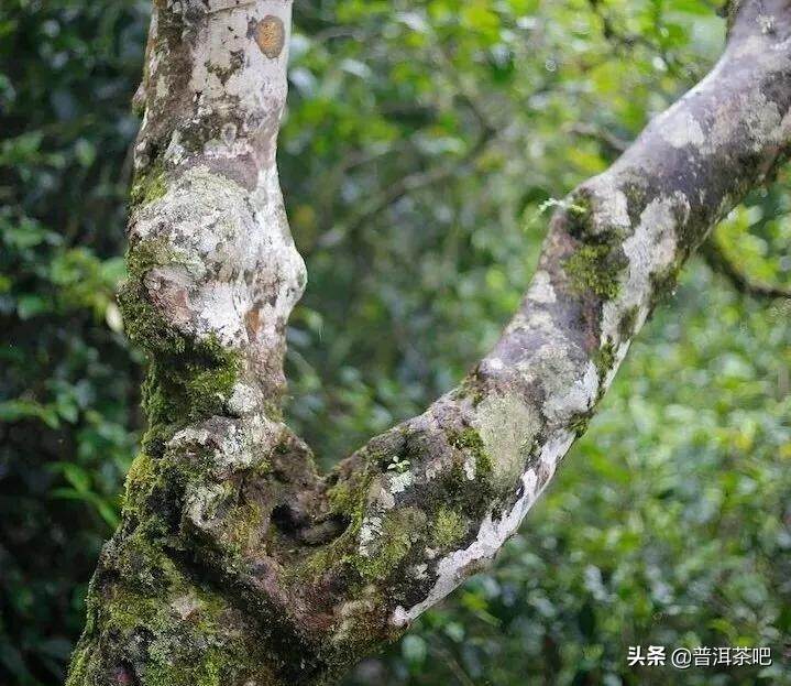 「茶美文」茶香袭人三冬暖，最妙莫过一盏茶