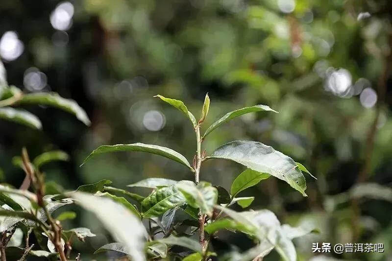 「干货分享」详细解析普洱茶四大主要产区