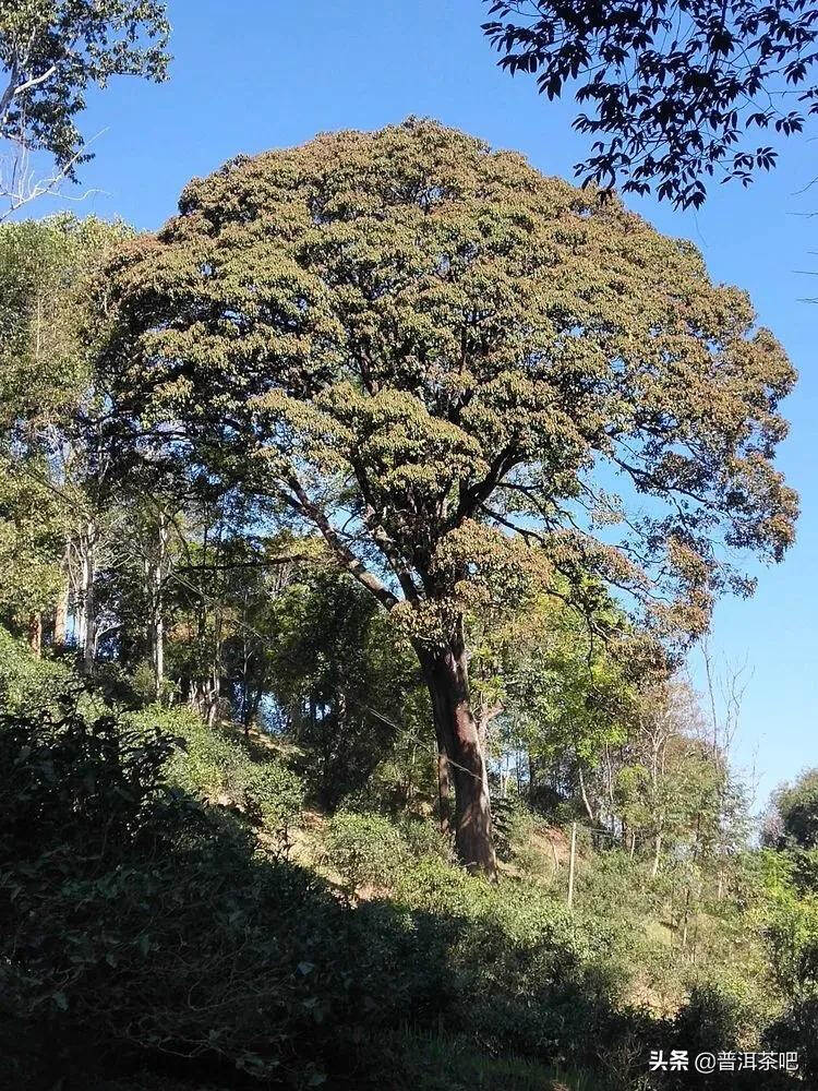 易武古茶山寻茶记一一七村八寨之瑶族丁家寨，麻黑寨，落水洞