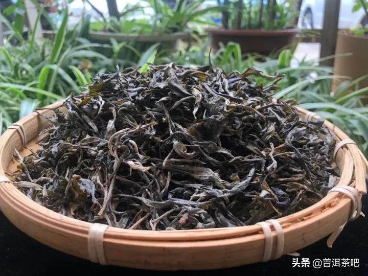 「干货分享」冰岛五寨滋味各不同？地界茶香浓郁，茶味厚重