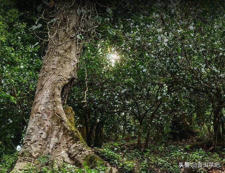 「干货分享」滑竹梁子&刮风寨，哪座茶山更能代表原始森林的味道