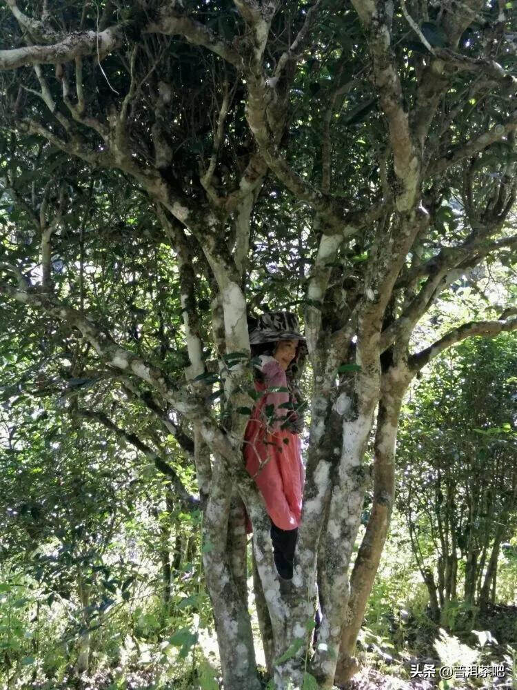 「普洱茶山行」云南普洱景迈山芒景村布朗族的家园普洱茶的故乡