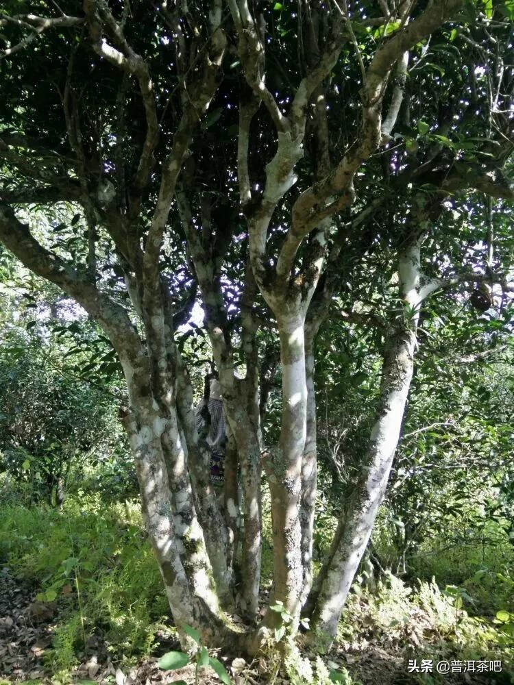 「普洱茶山行」云南普洱景迈山芒景村布朗族的家园普洱茶的故乡