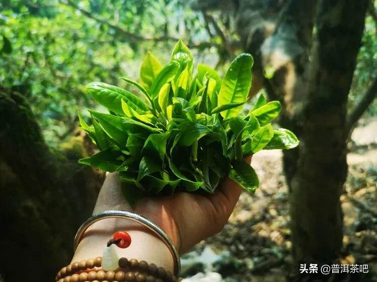 「干货分享」西双版纳普洱茶茶山行