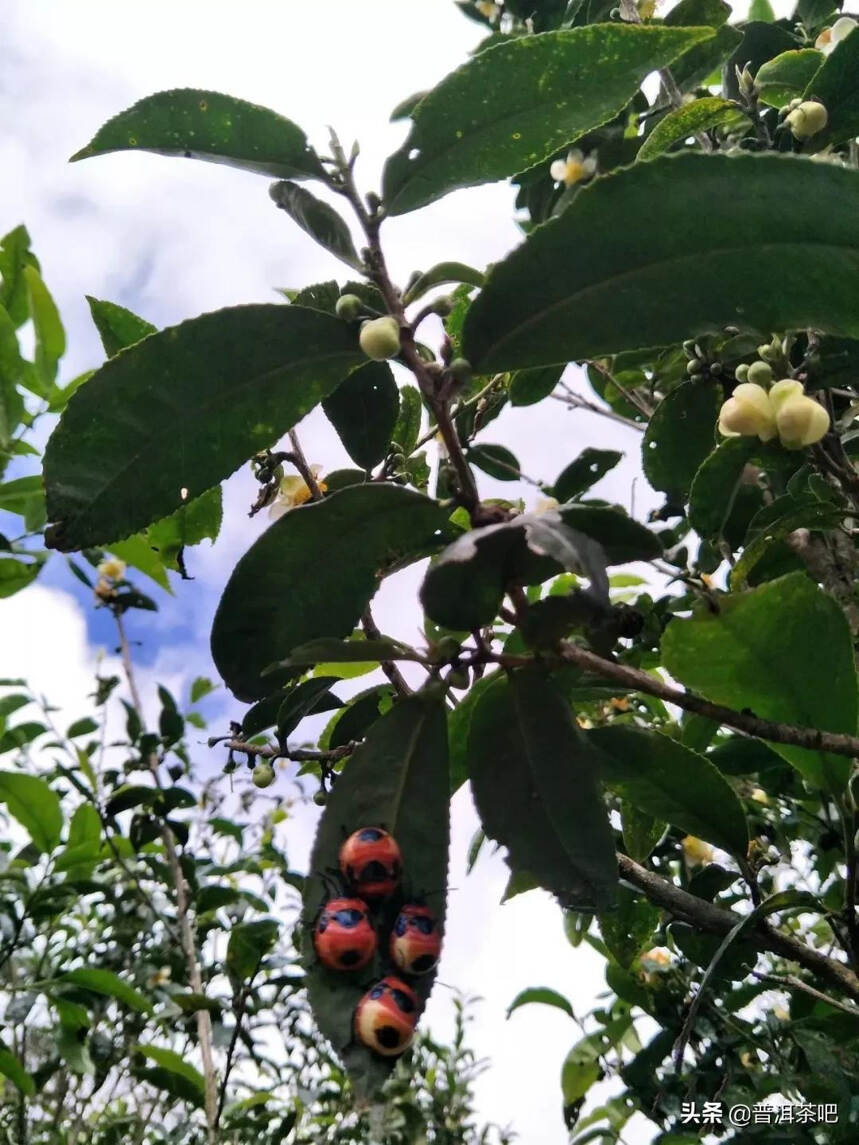 「干货分享」南糯山云巅之上多依寨古树茶