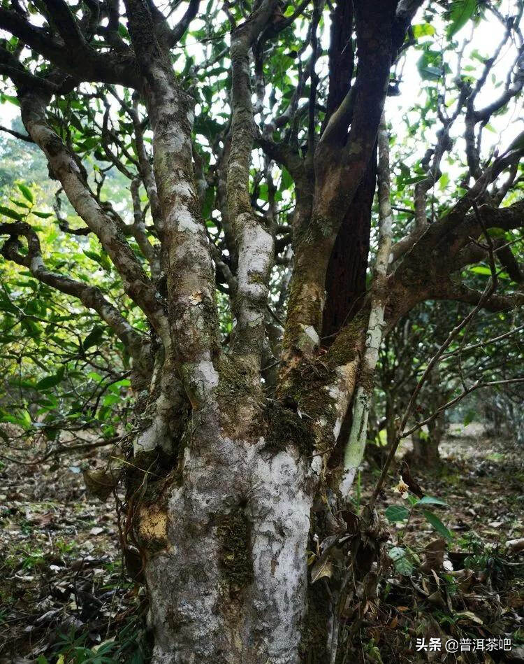 「干货分享」云南普洱茶春茶茶山行（多图欣赏）