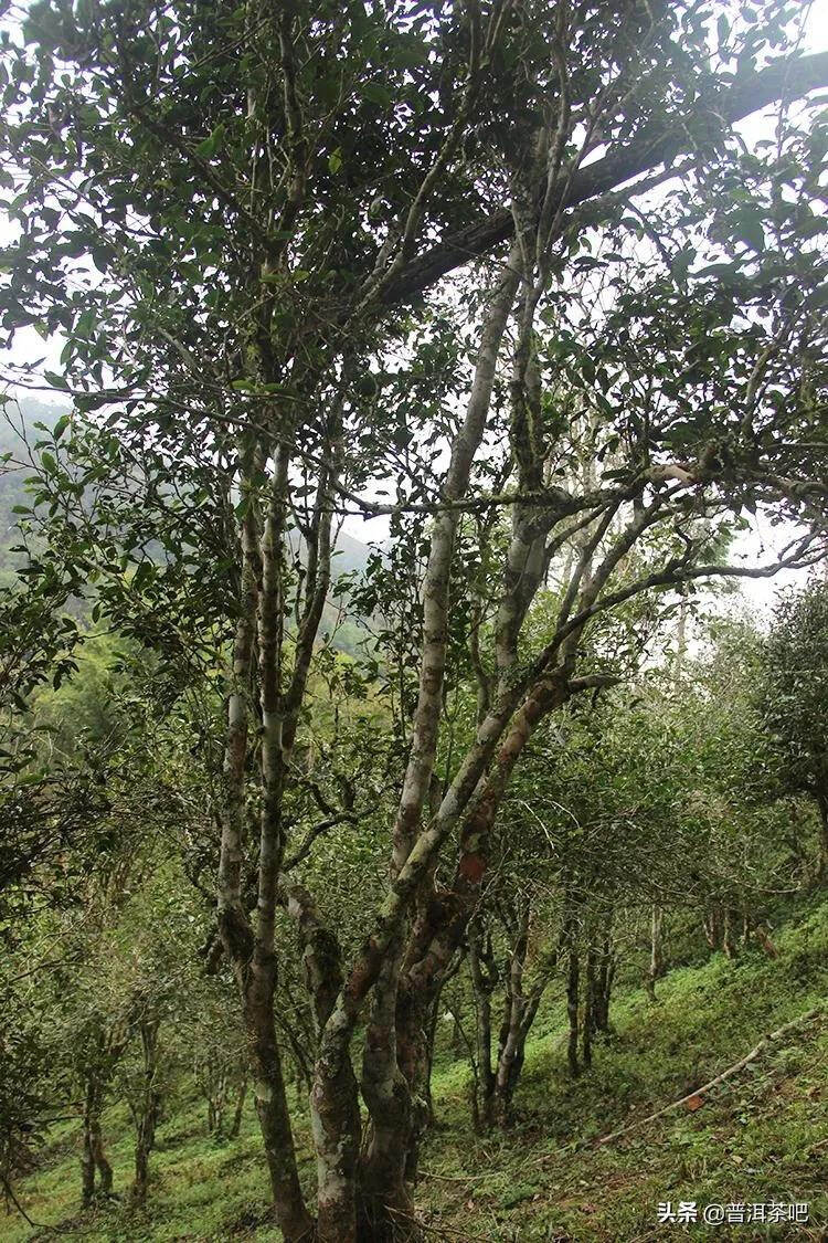 「普洱茶山」走进临沧勐库茶区